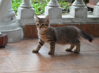 Cutey Kitties - Domestic Short Hair Cat