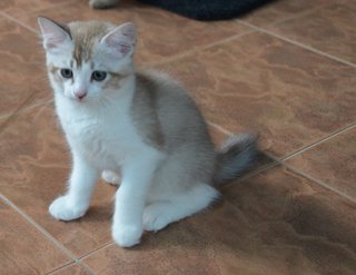 Cutey Kitties - Domestic Short Hair Cat