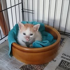 Taco in his bowl.