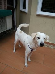 Angel - Labrador Retriever Dog