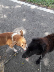 No issues with other dogs - seen here with Negrito