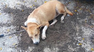 Ara lying on cool ground he dug up