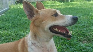 An Obedient Dog &quot;Ara&quot; - Mixed Breed Dog