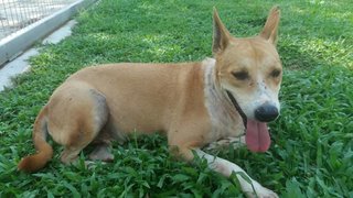 An Obedient Dog &quot;Ara&quot; - Mixed Breed Dog