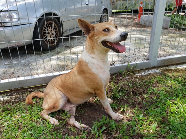 An Obedient Dog &quot;Ara&quot; - Mixed Breed Dog