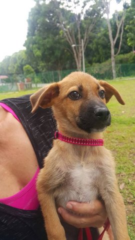 Browny - Mixed Breed Dog