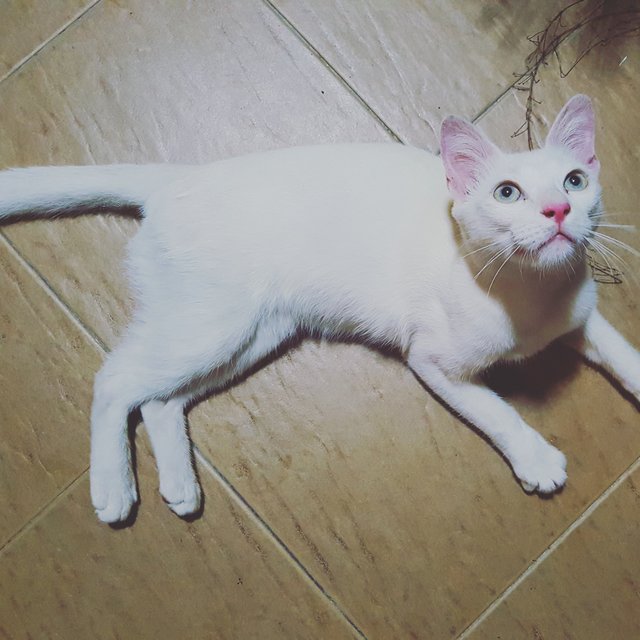 Casper - Domestic Short Hair Cat