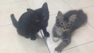 Monster &amp; Puma - Domestic Medium Hair + Domestic Short Hair Cat