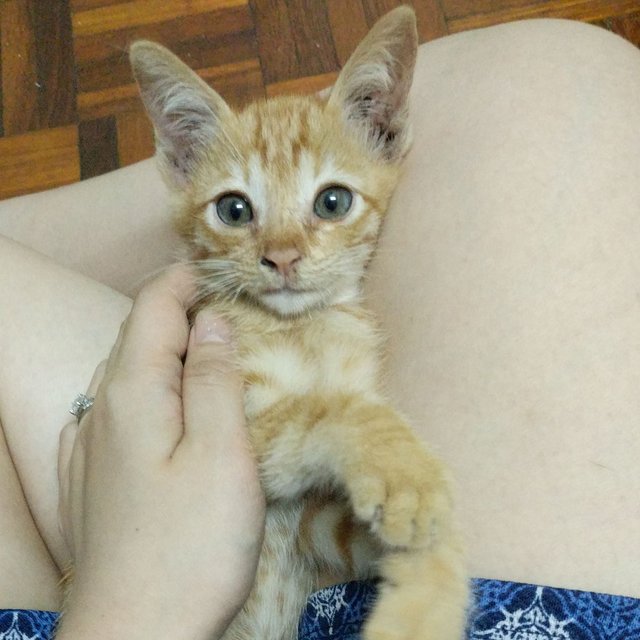 Einstein, 4 Months, Male - Domestic Short Hair Cat