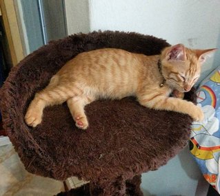 Lounging in a cat tower.