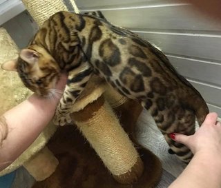 2 Bengal Cats - Bengal Cat