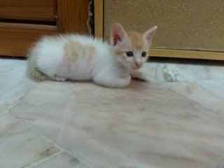 Simba, male, biggest in the litter.