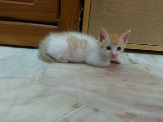 Simba