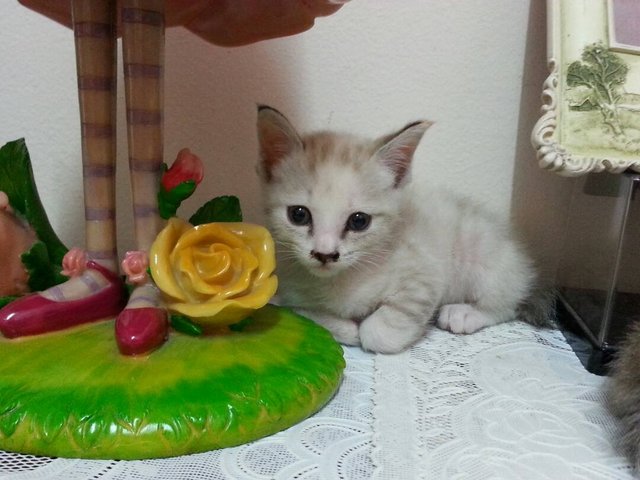 Simba, Sheena, Sierra - Domestic Short Hair Cat