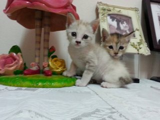 Sierra and Sheena, Female