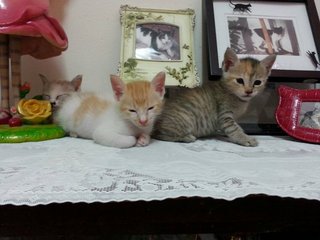 Simba, Sheena, Sierra - Domestic Short Hair Cat