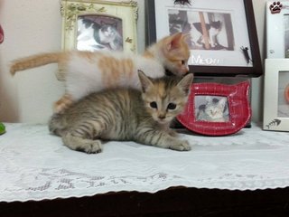Simba, Sheena, Sierra - Domestic Short Hair Cat