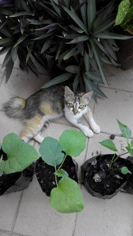 Brûlée - Domestic Medium Hair Cat