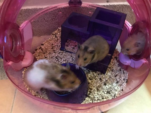 PF82864 - Syrian / Golden Hamster Hamster