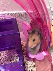 PF82864 - Syrian / Golden Hamster Hamster