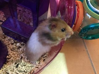 PF82864 - Syrian / Golden Hamster Hamster