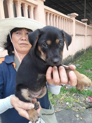 Dixie - Mixed Breed Dog