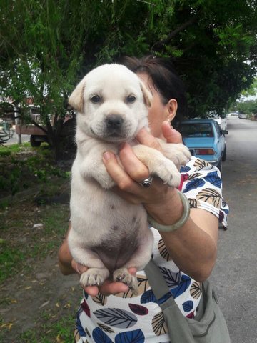 Cutie - Mixed Breed Dog