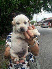 Cutie - Mixed Breed Dog