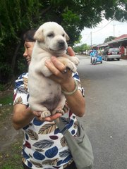 Cutie - Mixed Breed Dog