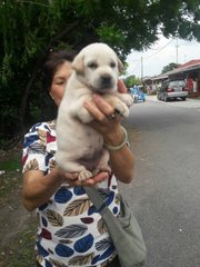 Cutie - Mixed Breed Dog