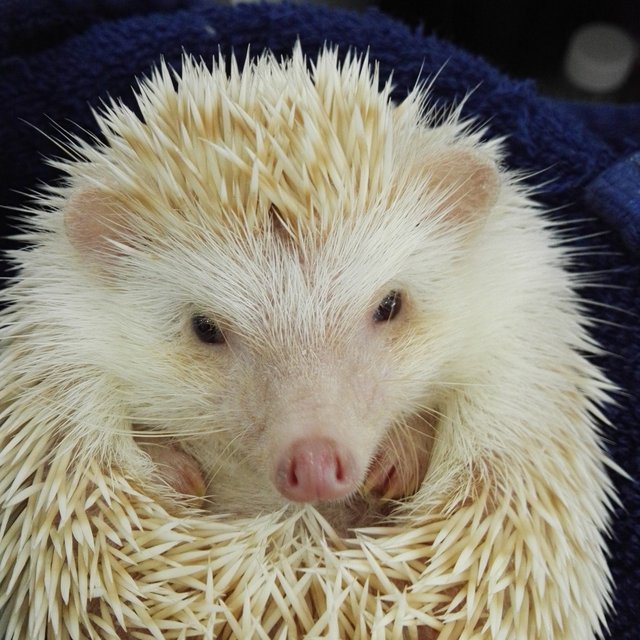 Alvina - Hedgehog Small & Furry