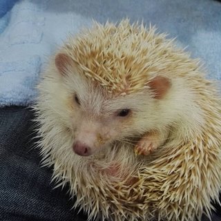 Alvina - Hedgehog Small & Furry