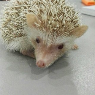 Alvina - Hedgehog Small & Furry