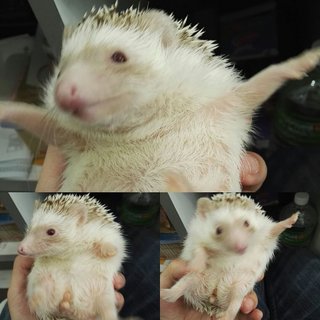 Alvina - Hedgehog Small & Furry