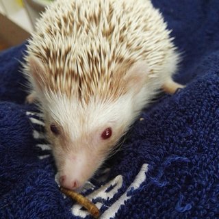 Alvina - Hedgehog Small & Furry