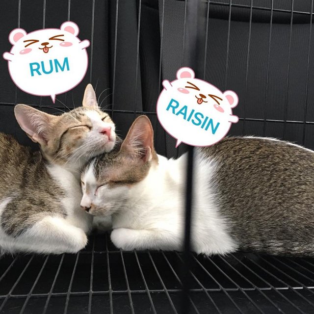 Rum &amp; Raisin - Domestic Short Hair Cat