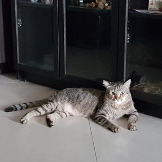 Simba - Domestic Short Hair + Tabby Cat