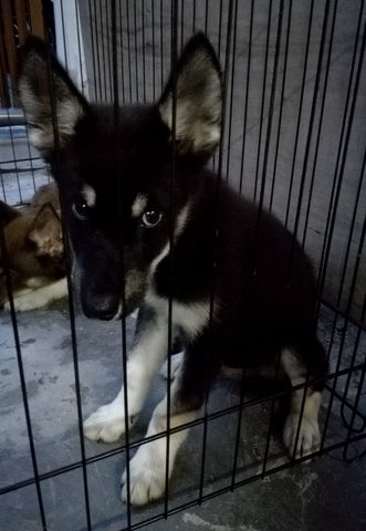 Micky - Siberian Husky + German Shepherd Dog Dog