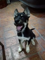 Micky - Siberian Husky + German Shepherd Dog Dog