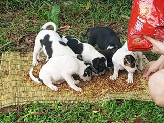 Bouncy - Mixed Breed Dog