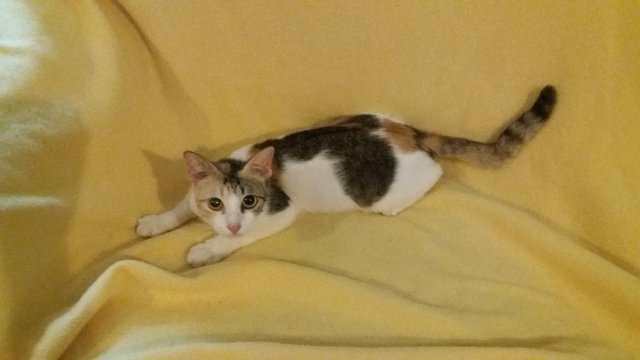 Bella - Domestic Short Hair + Calico Cat