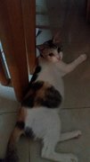 Bella - Domestic Short Hair + Calico Cat