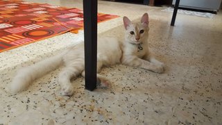 Billu - Domestic Medium Hair Cat