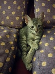 Miomio - Egyptian Mau + Domestic Short Hair Cat