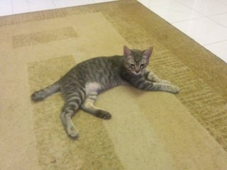 Miomio - Egyptian Mau + Domestic Short Hair Cat