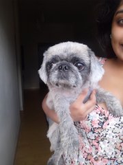 Sophie - Pekingese Dog