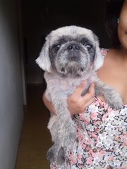 Sophie - Pekingese Dog