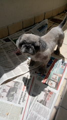 Sophie - Pekingese Dog