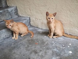 2 Golden Cuties  - Domestic Medium Hair Cat