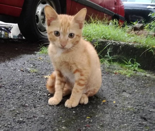 2 Golden Cuties  - Domestic Medium Hair Cat